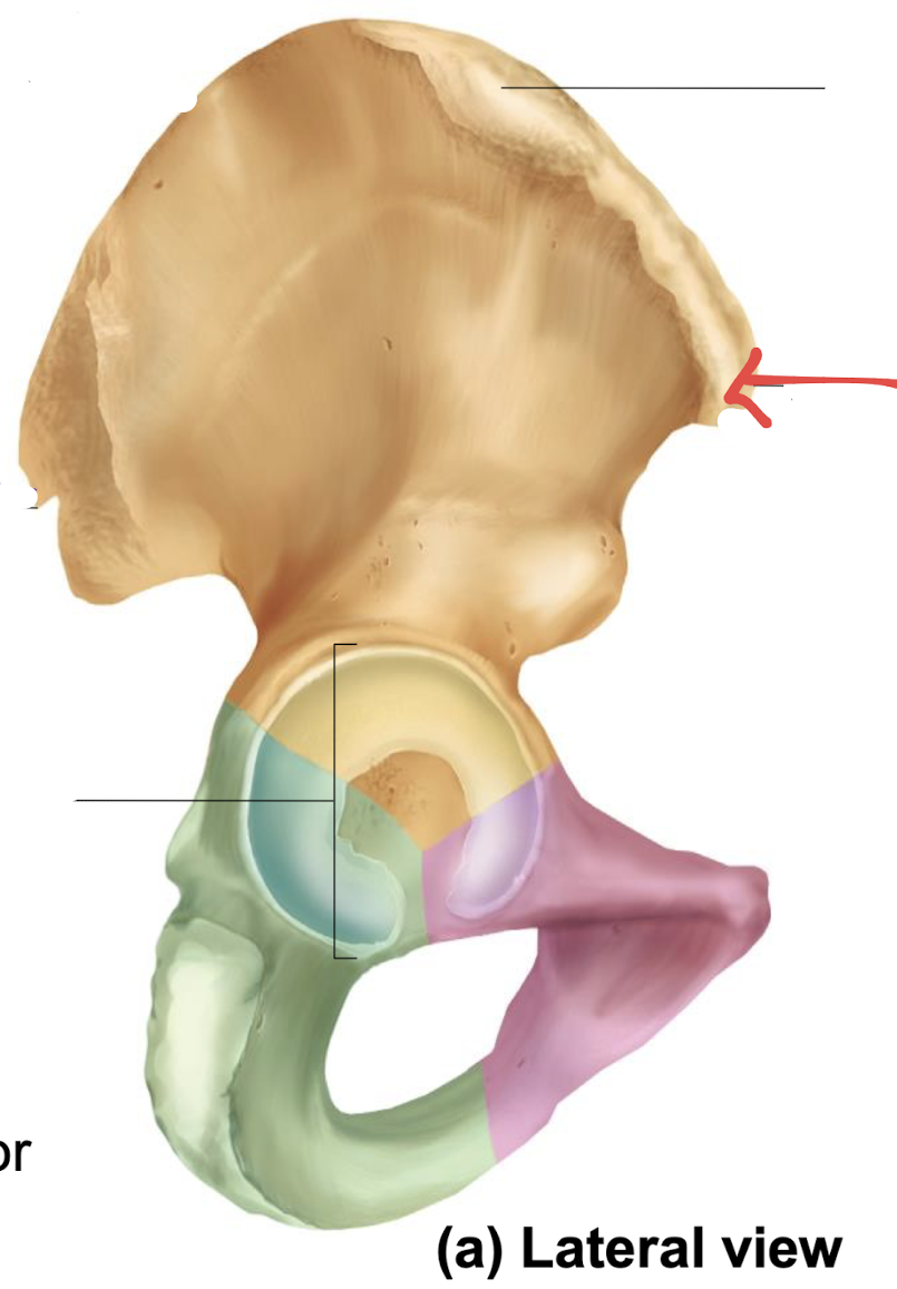 <p>what is this part of the hip?</p>
