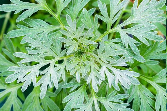 <p><span style="font-family: "Open Sans Light";">Northern wormwood (<em>Artemisia campestris</em>)</span></p>