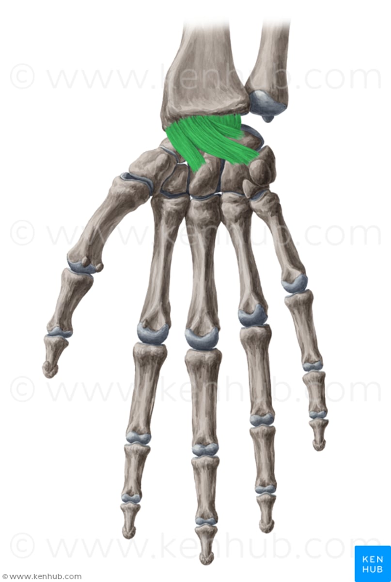 <p>limits wrist extension</p>