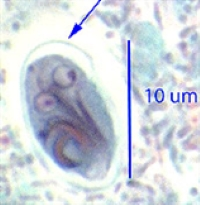 term image