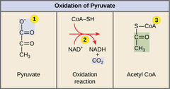 <p>2NADH + 2 CO2 + 2 Acetyl CoA</p><p>(Note: 2 pyruvate </p><p>molecules per </p><p>glucose molecule)</p>