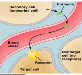 <ol><li><p>Hormones released from tissue/gland into bloodstream</p></li><li><p>hormones exit bloodstream and attach to specific receptor proteins on or within target cells</p></li></ol><ul><li><p>(like a lock and key); non-target cells will not possess receptor proteins for the hormone</p></li></ul><ol start="3"><li><p>target cells respond to the chemical message sent by the hormone</p></li></ol><p></p><p>ex: human growth hormone is secreted by the anterior pituitary and interacts with muscle and bone cells for growth and cell division</p><p></p>