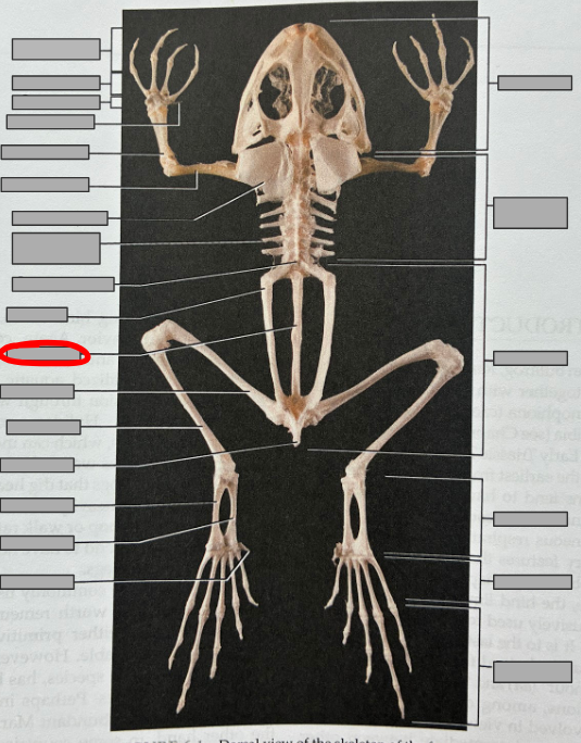 <p>What part of the organism is this?</p>