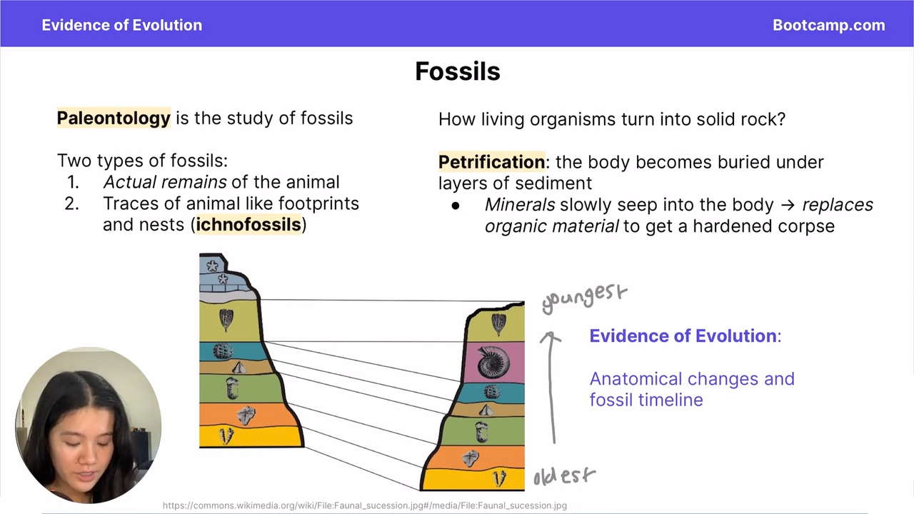 <p>Fossils </p>
