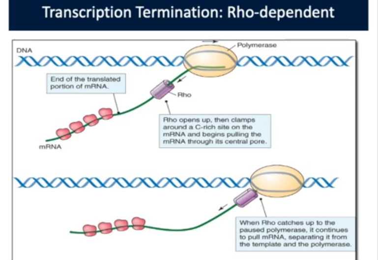 <p>Transcription Termination PT 1. (Rho-Independent)</p>