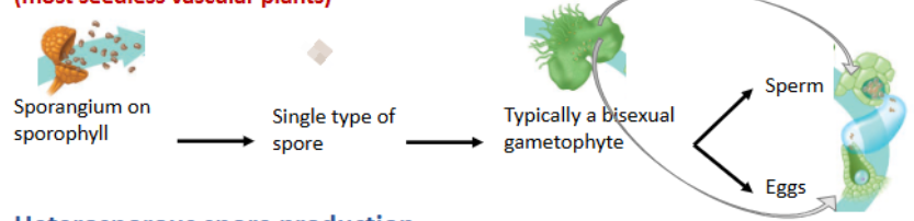 <p>-most seedless vascular plants </p><p>-sporangium on sporophyll → single type of spore → typically a bisexual gametophyte → sperm or egg </p>