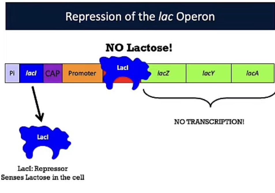 <p>LacI repression</p>