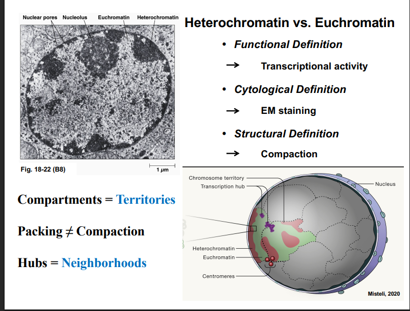<p><span style="background-color: transparent;"><strong>Heterochromatin vs. Euchromatin</strong></span></p>