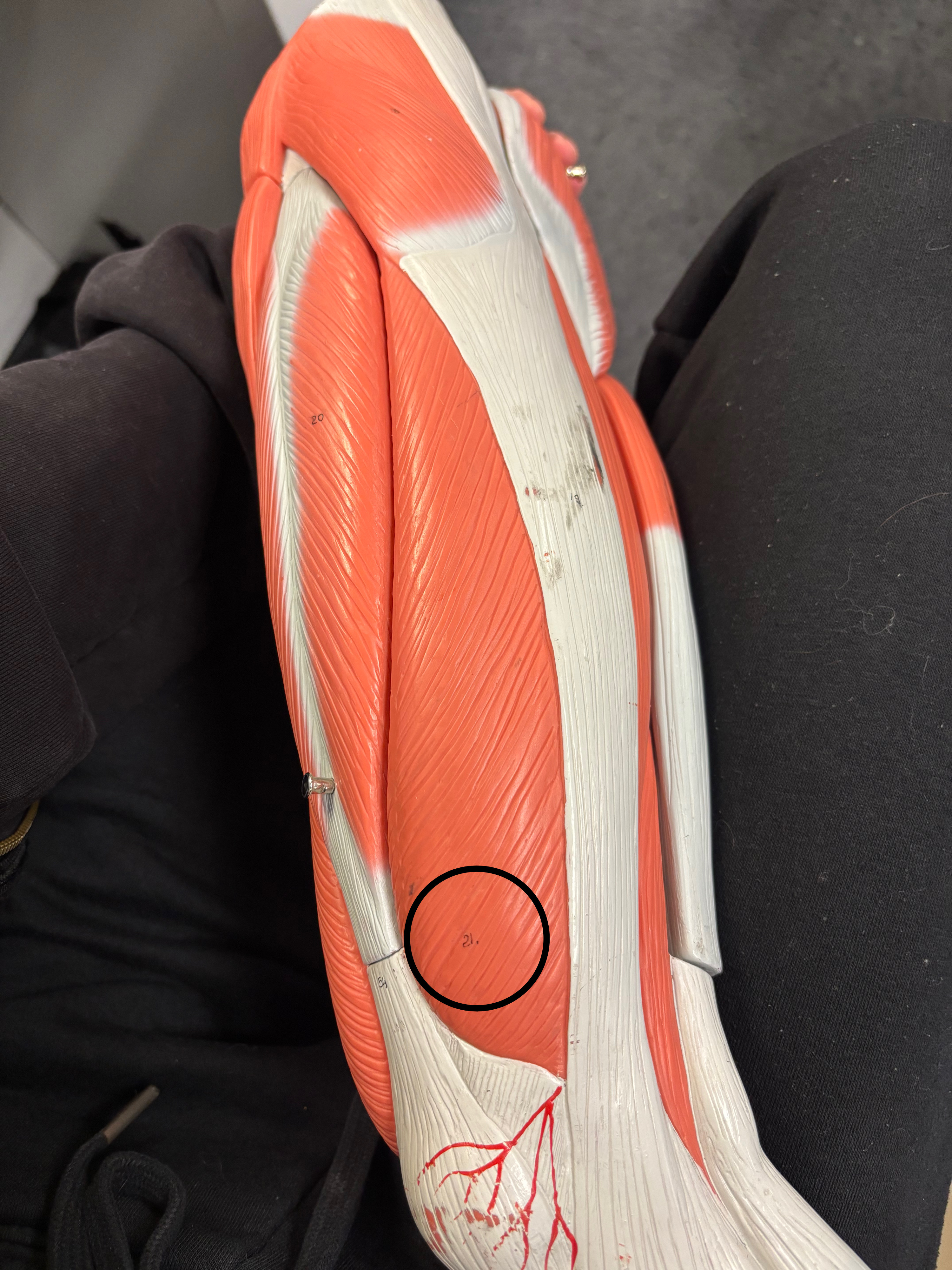 <p>Vastus lateralis muscle</p><p>Extension of the leg at the knee joint</p>