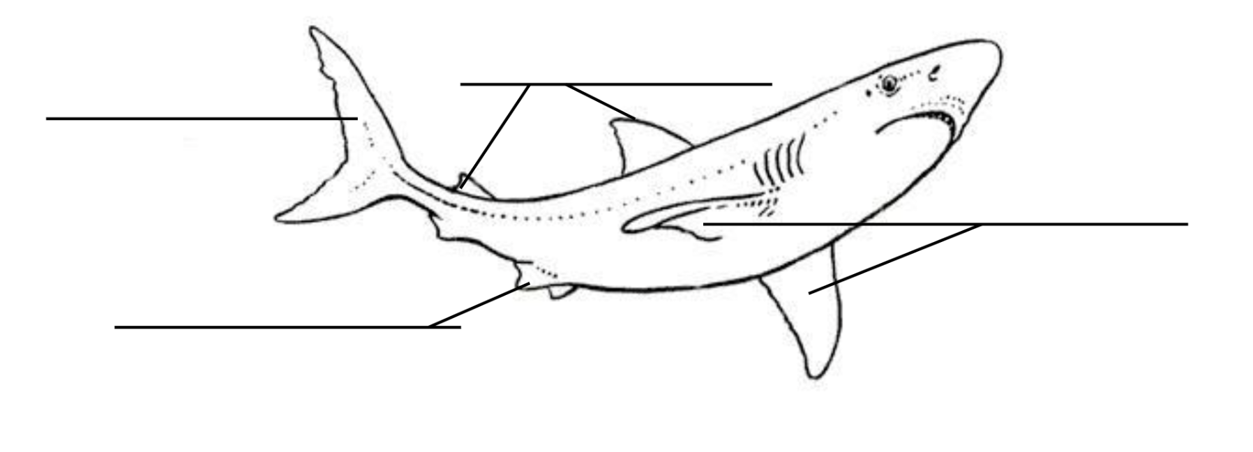 <p>Identify the fins of a shark and the functions of each </p>