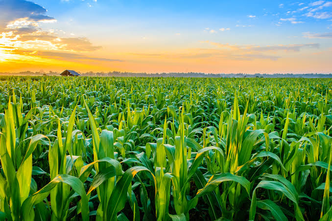 <p>plants, harvest — The ______ grew well</p>