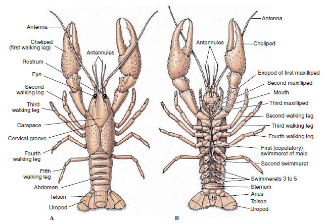 <p>most are marine, some freshwater, a few terrestrial and mostly free-living</p><p>their bodies consist of two tagmata:</p><ul><li><p>cephalothorax—covered by a carapace and contains appendages used in sensing, moving and feeding</p><ul><li><p>contains two pairs of antennae, one pair of mandibles, five pairs of walking legs</p></li></ul></li><li><p>abdomen—has visceral functions and contains appendages used in moving</p></li></ul><p>distinctions:</p><ul><li><p>all have two pairs of antennae, two pairs of maxillae, pair of mandibles, and a pair of compound eyes</p></li><li><p>maxila—lie just behind jaws and aid w/ detection and manipulation of food</p></li><li><p>arthropods evolved from an annelid-like ancestor containing identical appendages</p></li></ul><p>parts:</p><ul><li><p>uropods—1 pair located in abdomen (with telson they make up the tail fan)</p></li><li><p>swimmerets—5 pairs located in abdomen</p></li><li><p>walking legs—5 pairs located in thorax (all except last pair contain gills)</p><ul><li><p>anterior—most called chelipeds (have pincers, “chelae”)</p></li></ul></li><li><p>maxillipeds—3 pairs located in thorax (second and third have gills); feeding, manipulating food</p></li><li><p>maxillae—2 pairs located in head (move and manipulate food)</p></li><li><p>mandibles—1 pair located in head (chew and grind food)</p></li><li><p>antennae—1 pair located in head (chemical and movement detection)</p></li><li><p>antennules—1 pair located in head (touch and chemical detection)</p></li></ul><p></p>
