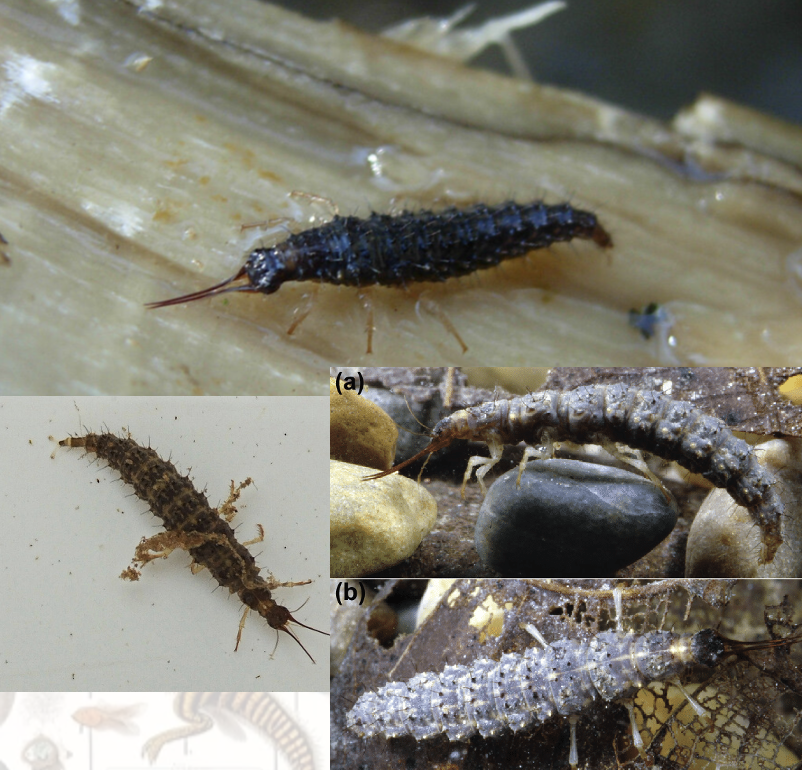 <p>Latin, magyar, védett?</p>