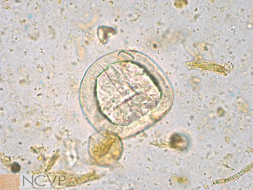 <p>anoplocephala perfoliata</p>