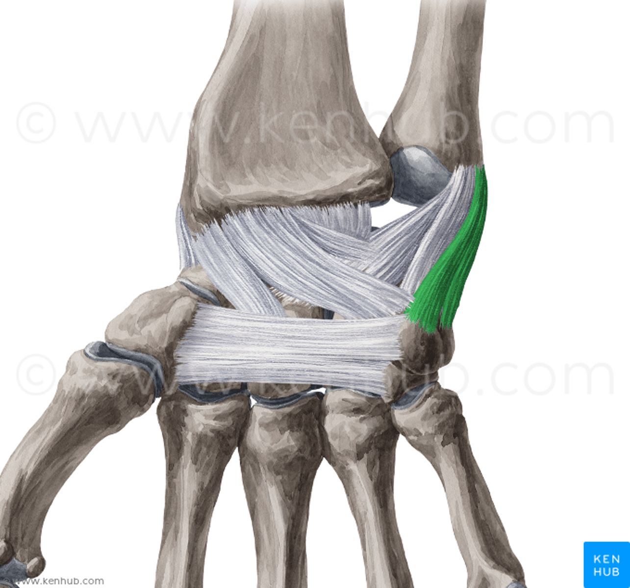 <p>provide support for the wrist</p>