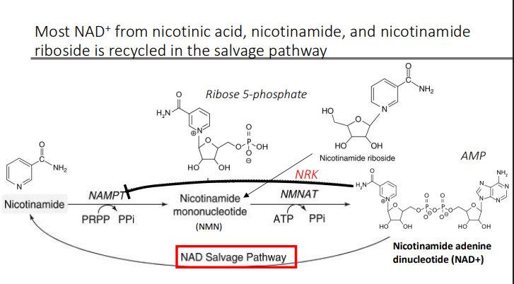 <p>Salvage pathway, a mechanism to maintain cellular NAD+ levels </p>