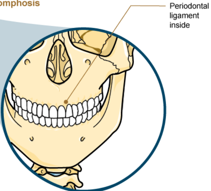 <p>Periodontal Ligaments </p>