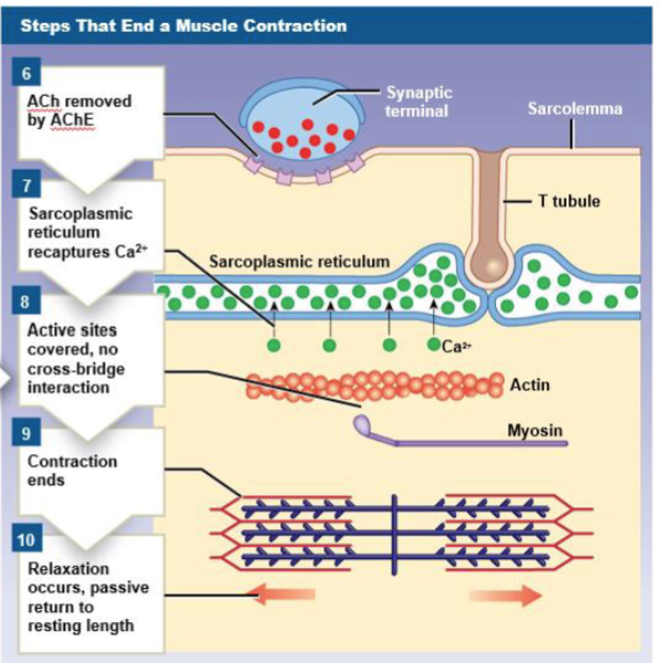 <p>What steps are involved in ending muscle contraction?</p>