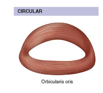 <p>What kind of muscle shape is this? Describe it.</p>