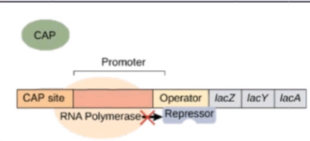 <p><span>Label the lac operon as either Glucose absent/present and lactose absent/present</span></p>