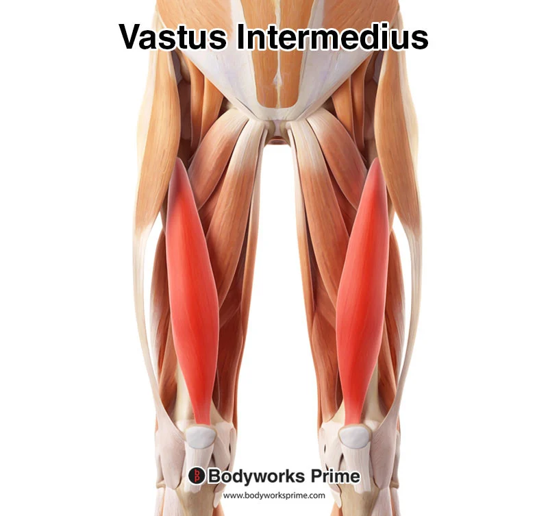 <p>Vastus intermedius</p>