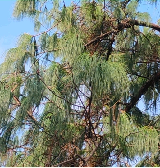 <p>Eucalyptus urophylla; Myrtaceae; Angiosperma</p>
