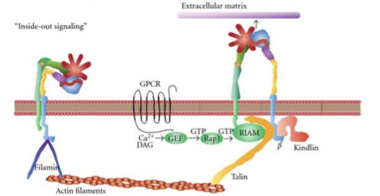<p>Intracellulære signaler ændrer integrinets konformation, så det bliver <strong>aktivt og kan binde ECM stærkere</strong>.</p>