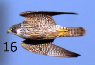 <p>hooded with cheek patches (malar marks), striped below, longish tail</p>