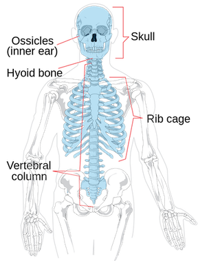 <p><span><strong>The central axis of the body</strong> that protects the vital organs</span></p>