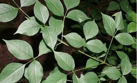 <p>stem has pattern </p>
