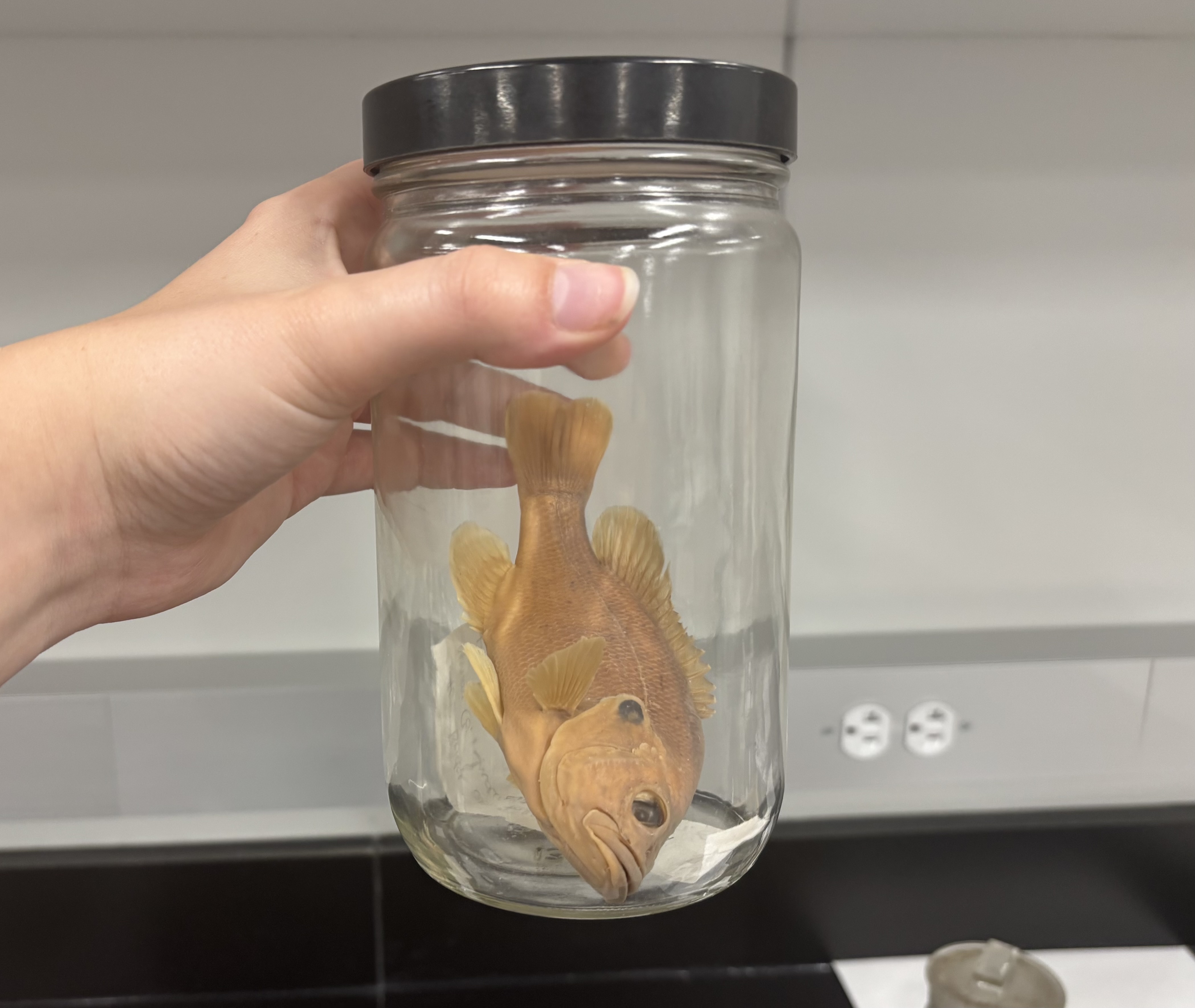 <p>What is this (phylum, subphylum, superclass, class, common name)?</p>