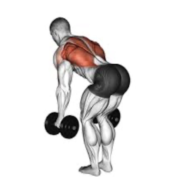 <p>Bent over row (DB+BB) target muscle and joint action</p>