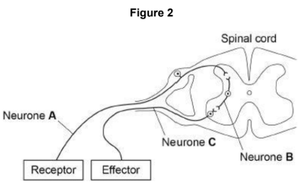 <p>Figure 2 shows some structures involved in the coordination of a reflex action.</p><p>Describe how the structures shown in Figure 2 help to coordinate a reflex action. [6 marks]</p>