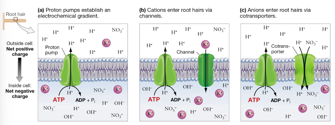 <p>How do proton pumps drive nutrient uptake?</p>