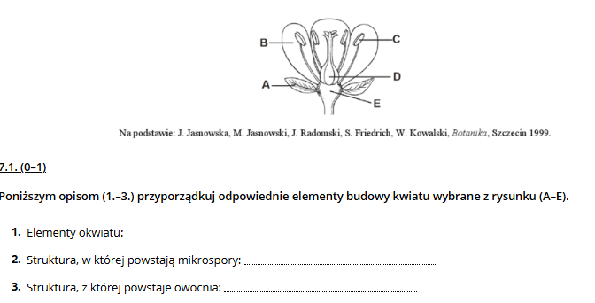 <p>podanym opisom przyporządkuj odpowiednie oznaczenia literowe elementów budowy kwiatu i określ czy przedstawiony kwiat jest obupłciowy czy jednopłciowy</p>