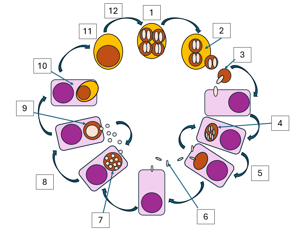 <p><span style="color: blue;">Apicomplexa Life Cycle: Fill in the blank</span></p>