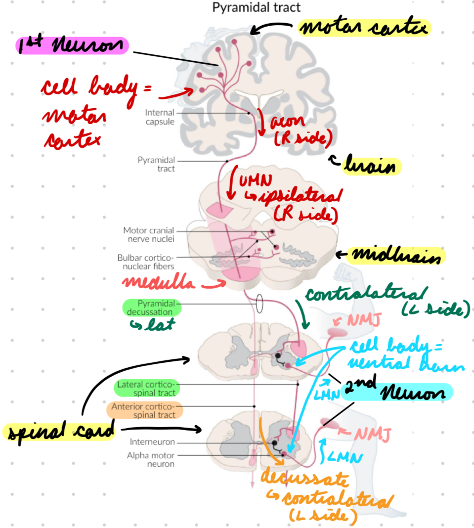 <p>Cell body in ventral horn</p><p>LMN → NMJs</p><ul><li><p>Upper + lower limbs</p></li></ul><p></p>
