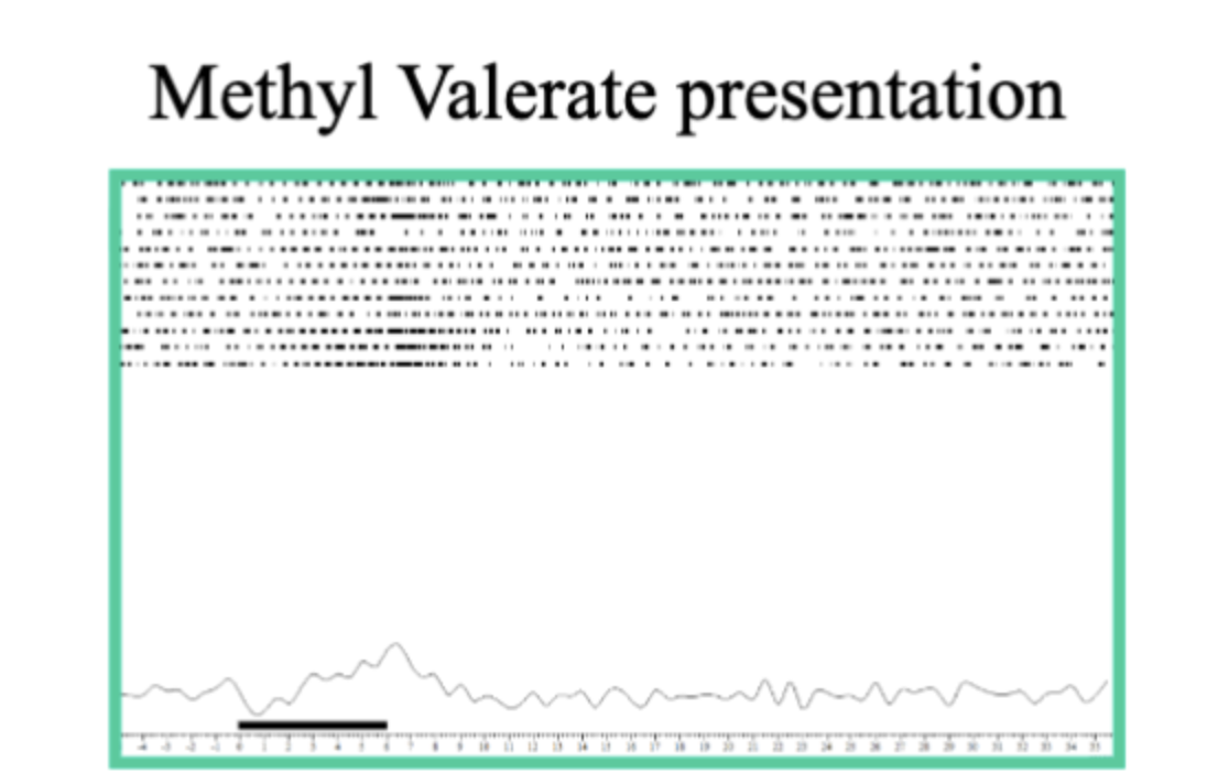 <p>Neuron Pattern of activity - methyl valerate  </p>