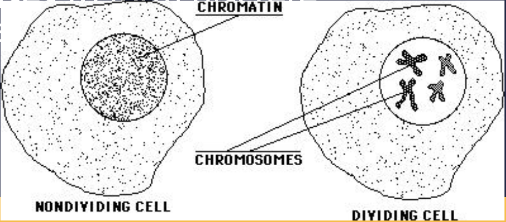 <p>DNA as chromosomes tight<br>Ex: twisting spaghetti up on a fork</p>