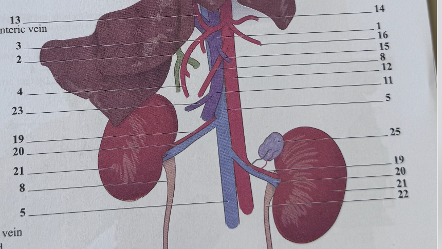 <p>Which is the renal artery?</p>