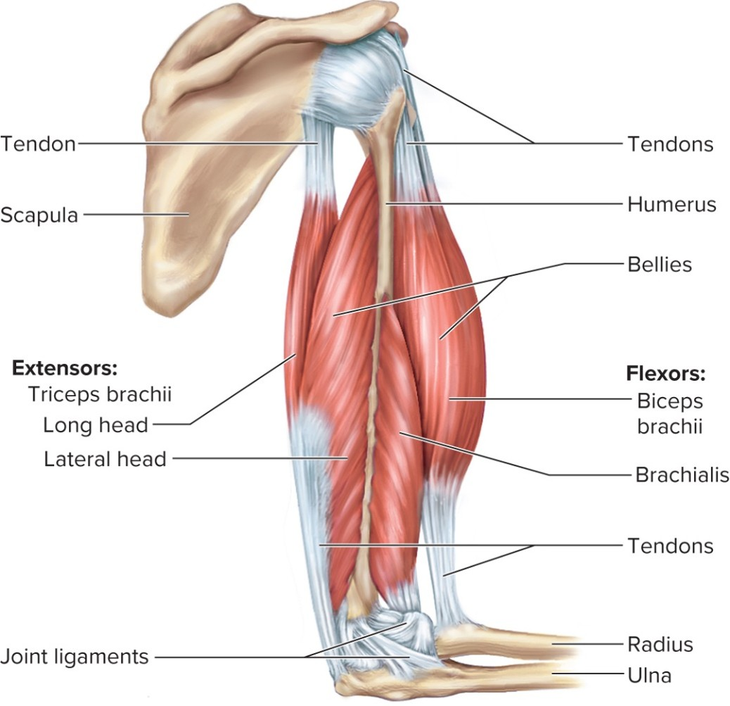 <p>for elbow flexion, the muscle that holds scapula firmly in place (rhomboids) is the functional group …..</p>