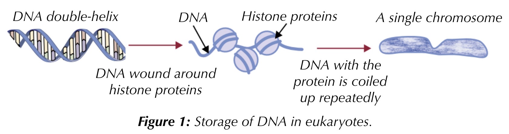 <p>dna in eukaryotic cells is linear, existing as chromosomes, found in the nucleus. the dna molecule is really long, so it is wound up to fit into the nucleus, around histone proteins</p>