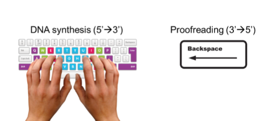<p>DNA polymerase has an <strong>active site that is highly specific in shape and chemistry</strong>, which only properly accommodates correct <strong>Watson–Crick–Franklin base pairs (A–T and G–C)</strong>. This means that before a nucleotide is even added, the enzyme essentially “checks” whether the incoming base can form the correct hydrogen bonding pattern and fit geometrically with the template strand—this is known as <strong>presynthetic error control</strong>. Because incorrect bases do not align properly in the active site, they are usually rejected before incorporation.</p><p>However, this system is not perfect .. what does DNA polymerase do?</p>