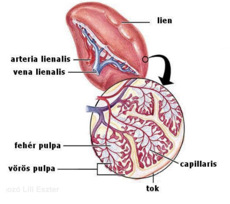<ul><li><p><em>Lien</em></p></li><li><p><span style="background-color: transparent;">Kékesvörös, normálisan nem tapintható, páratlan szerv, a rekeszizom alatt a hasüreg bal oldalán helyezkedik el</span></p></li><li><p style="text-align: justify;"><strong>Felépítése</strong></p><ul><li><p style="text-align: justify;"><span style="background-color: transparent;">Tok: vékony kötőszövet, sérülékeny</span></p></li><li><p style="text-align: justify;"><span style="background-color: transparent;">Fehér pulpa: erekből áll, lymphociták képzése</span></p></li><li><p style="text-align: justify;"><span style="background-color: transparent;">Vörös pulpa: tágult sinusok → RES → védekezés</span></p></li></ul></li></ul><ul><li><p style="text-align: justify;"><strong>Működés</strong></p><ul><li><p style="text-align: justify;"><span style="background-color: transparent;">Immunvédelem: fehér pulpa → lymphocyták képzése → szervezet védekezése</span></p></li><li><p style="text-align: justify;"><span style="background-color: transparent;">Vérszűrés: vörös pulpa → tágult sinusokon keresztül áramló vér szűrése</span></p></li></ul></li></ul><p></p>