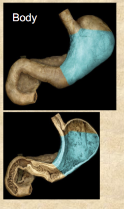 <p>greatest part of stomach</p>