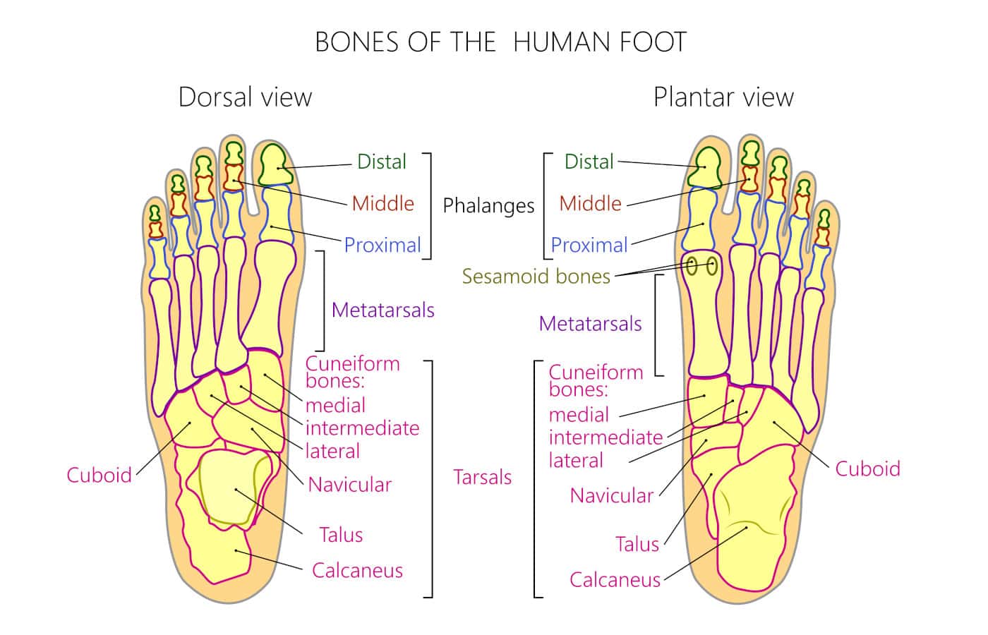 <p>28 (14 each foot)</p>