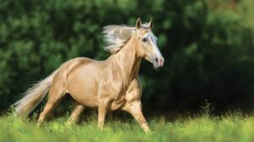 <p>Which color horse is this?</p>