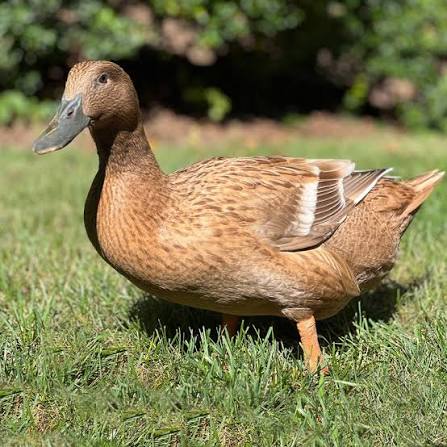 <p>identify</p>