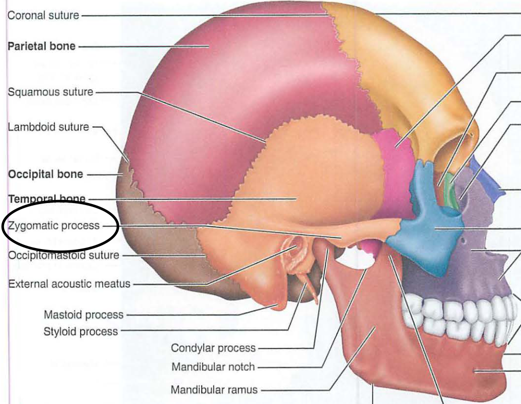 <p>i. zygomatic process</p>
