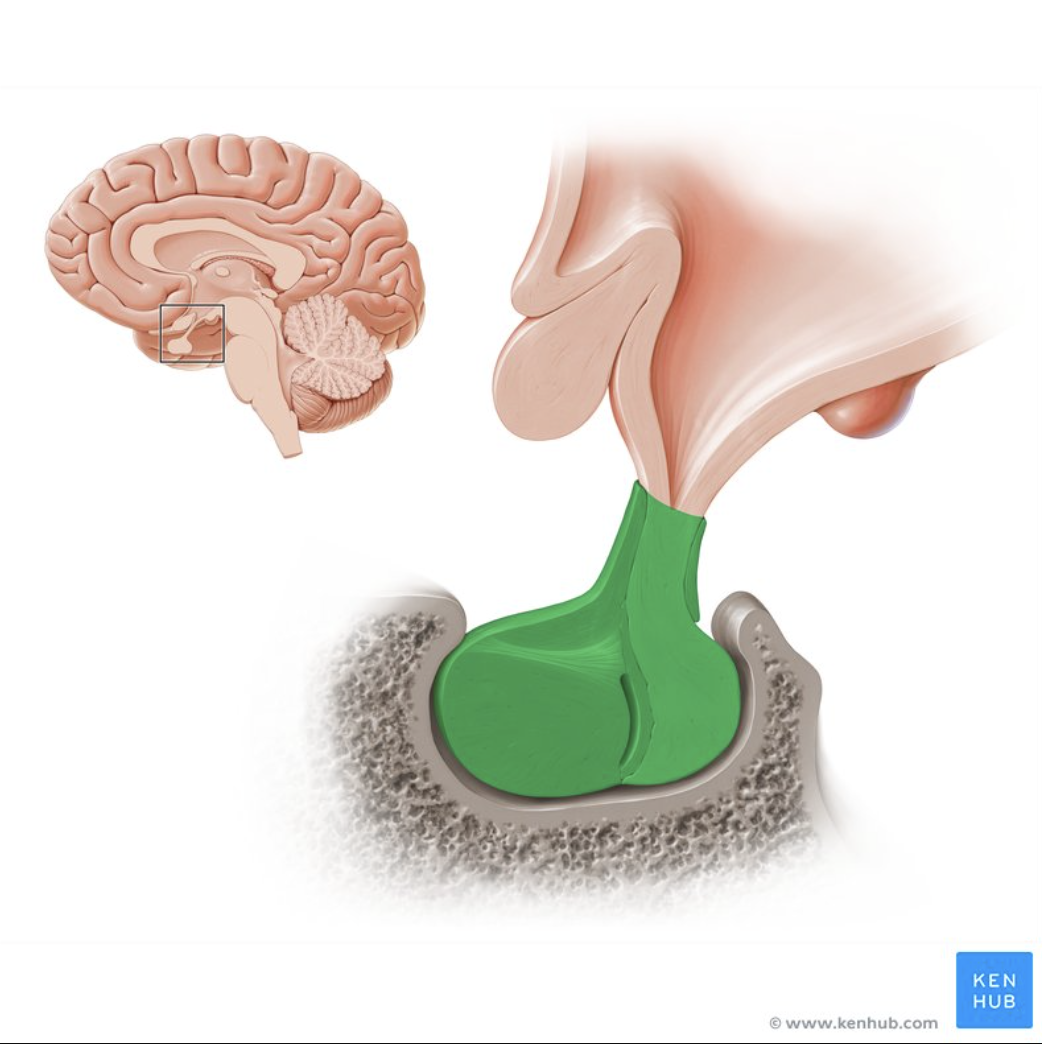 <p>What SPECIFIC REGION is “Vice President” of the endocrine system?</p>